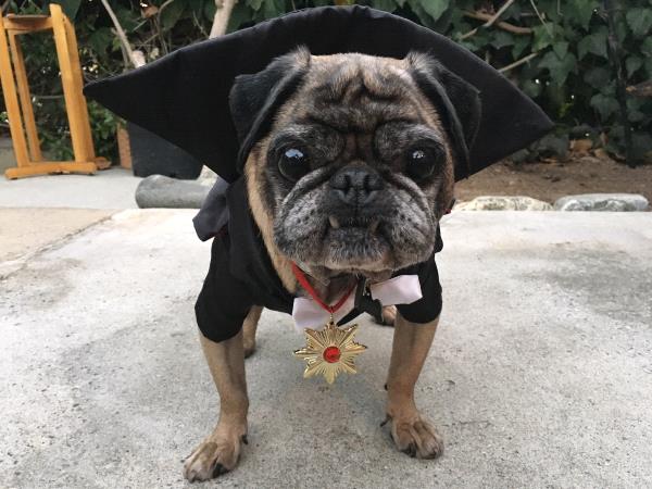 /Images/uploads/PUG NATION RESCUE OF LOS ANGELES/pugnationcalendar/entries/2346thumb.jpg